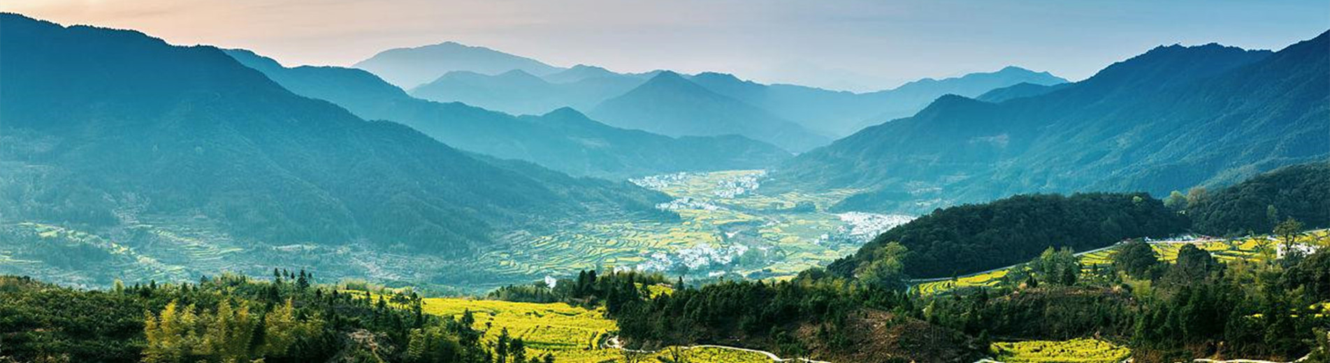 果樹(shù)苗