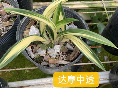墨蘭-達摩中透